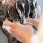 ヘッドスパ